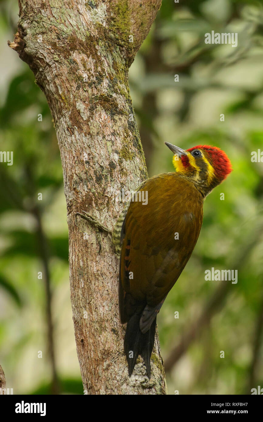 Yellow-browed Woodpecker (Piculus aurulentus) in the Atlantic Rainforest of SE Brazil. Stock Photo