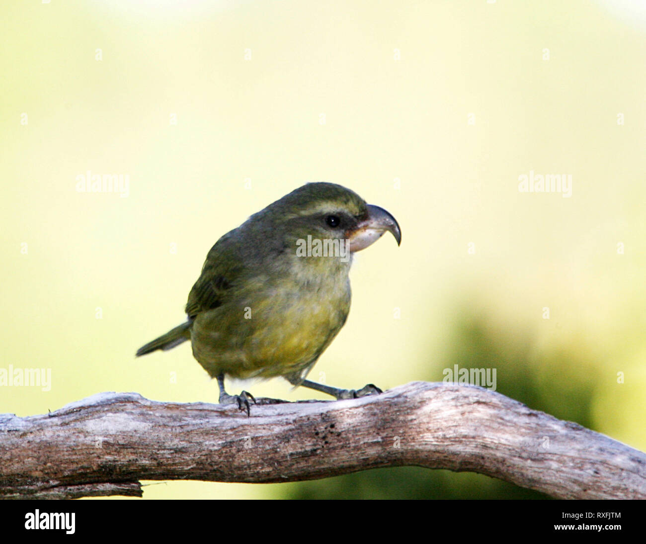 Parrotbill hi-res stock photography and images - Alamy