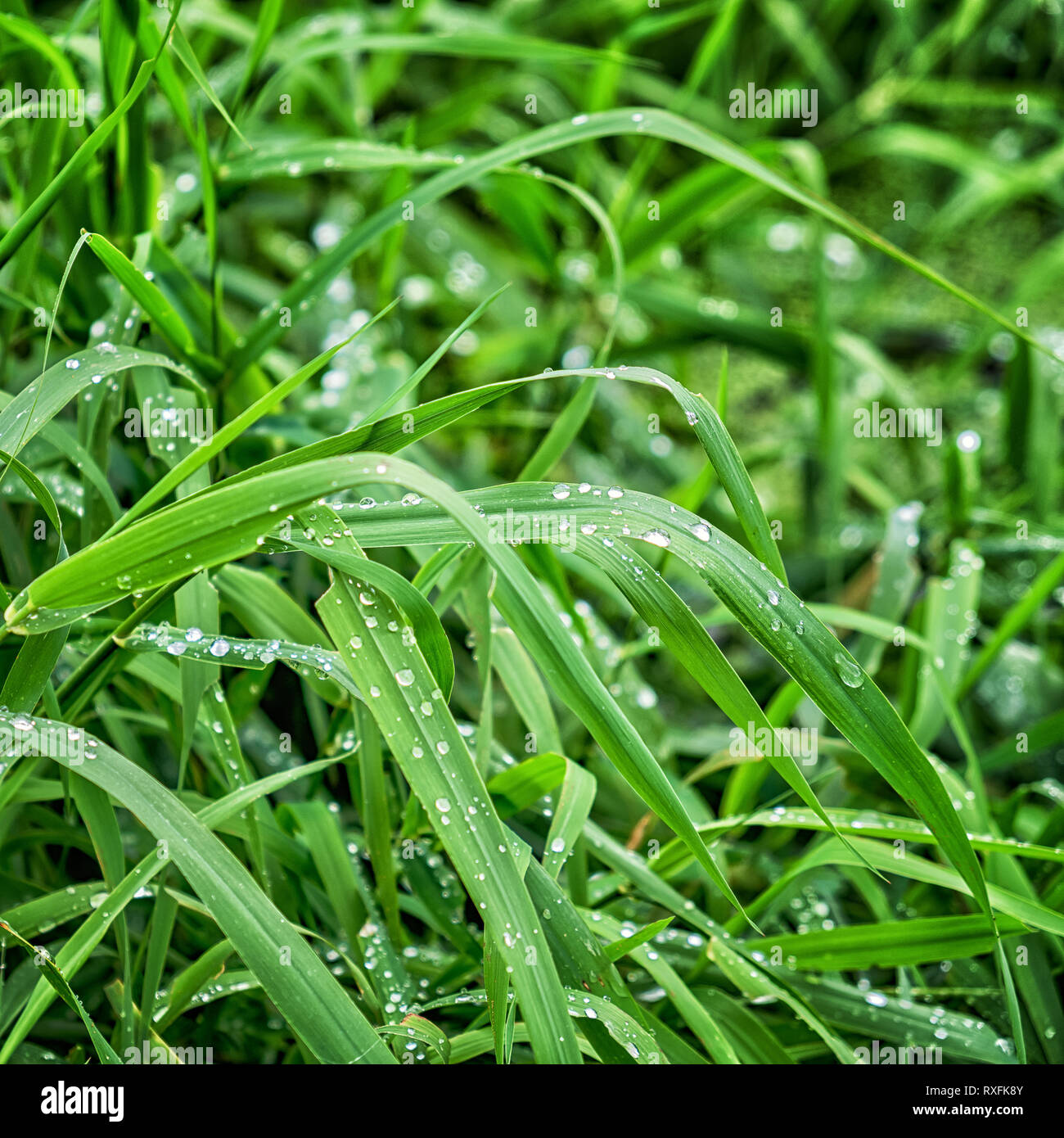 Fresh green grass with drops of water Stock Photo - Alamy