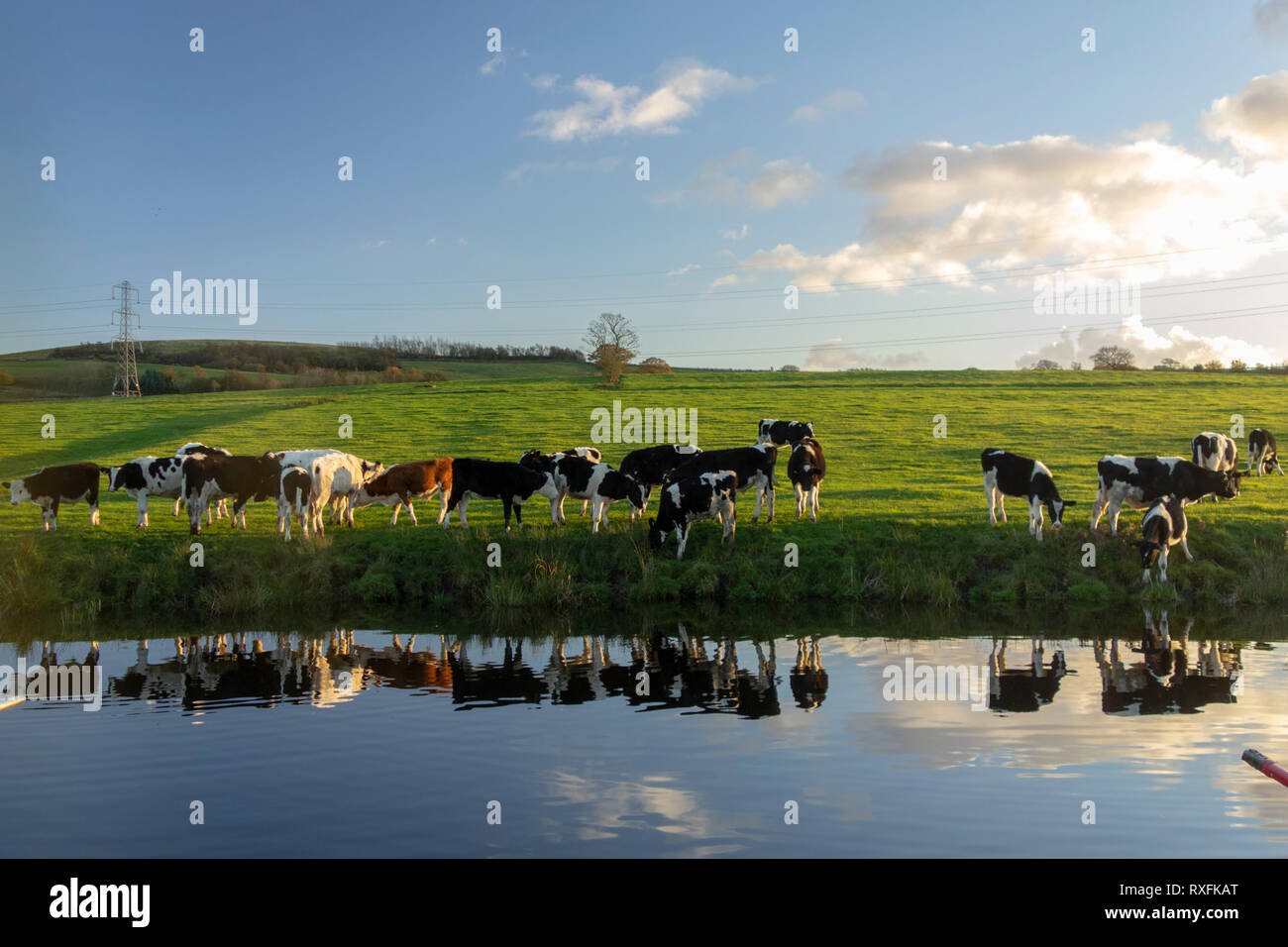 Cows drinking from the Leeds Liverpool Canal Stock Photo