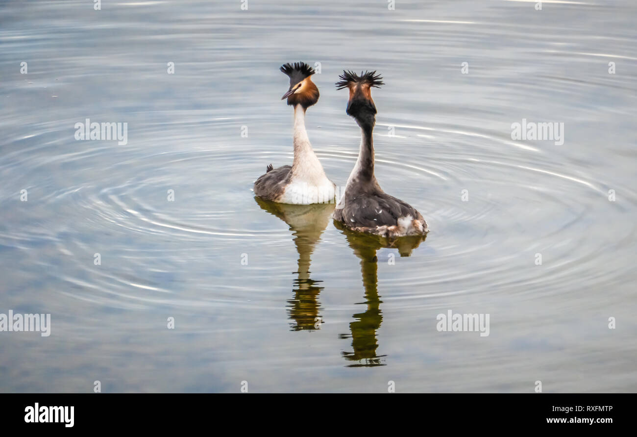 The beauty of the breeding ritual of great crested grebes on the shores of the Upper Zurich Lake, Saint Gallen, Schwyz, Switzerland Stock Photo