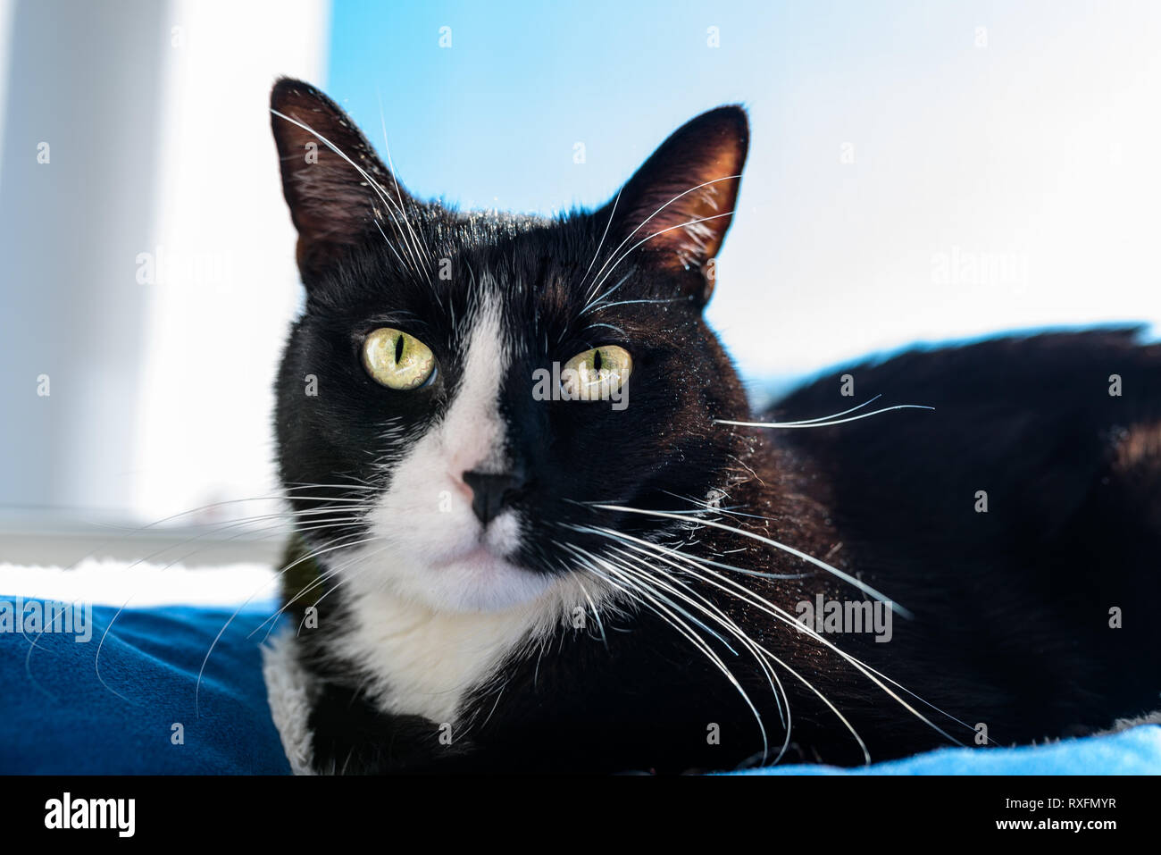 A black cat with a black and white snout, lying on a blue bed on a windowsill, a blue sky in the background. Stock Photo