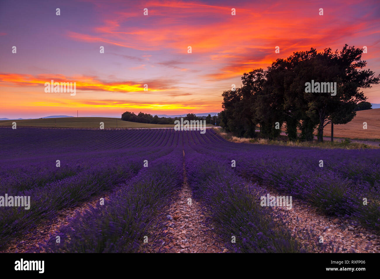 France french cypress trees hi-res images - Alamy photography stock and