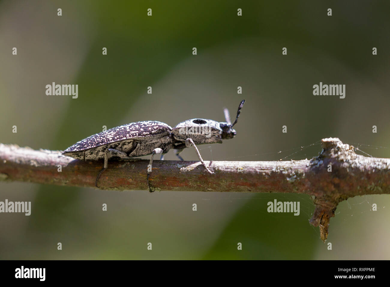 Click Beetle Larvae Stock Photos & Click Beetle Larvae Stock Images Alamy