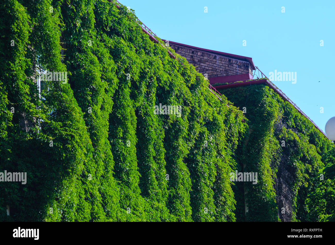 The Facade of the Old Brick Building is Covered with Green Ivy Against Blue Sky. Green Architecture. Living Walls- Vertical Gardens Stock Photo