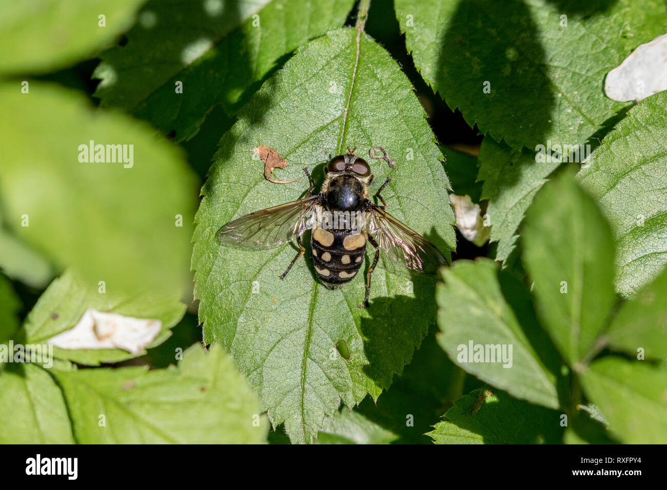Hover Fly or Syrphid Fly - a bee mimic in Cudia Park, Toronto, Ontario, Canada Stock Photo