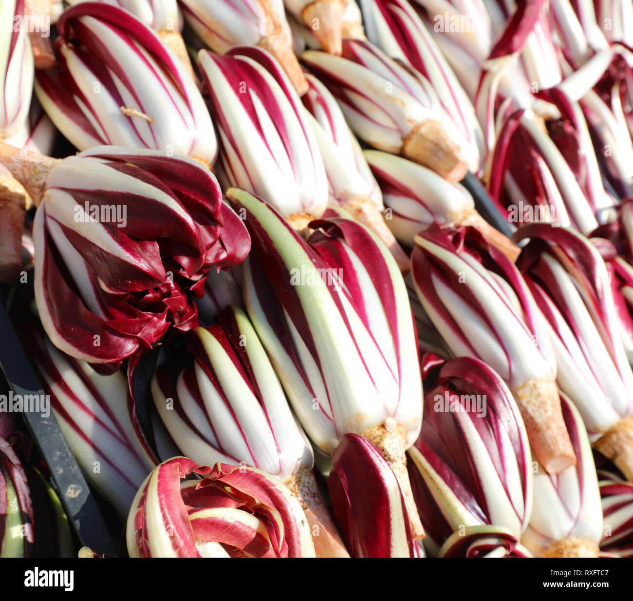background of red radicchio called RADICCHIO TARDIVO in Italian language is  a vegetable typical of Northern Italy grown during the winter season Stock  Photo - Alamy