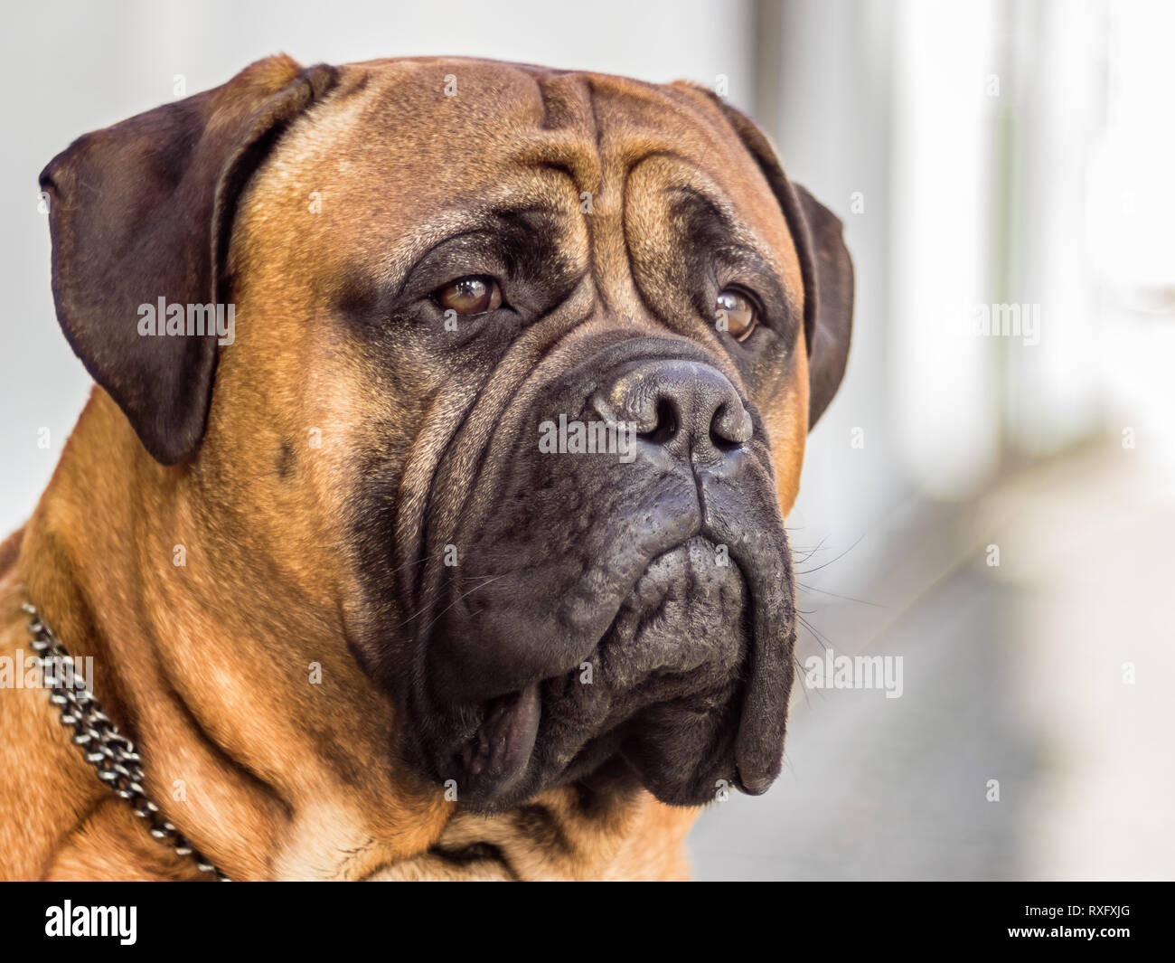 Hunde Portrait - Bullmastiff Nahaufnahme Stock Photo