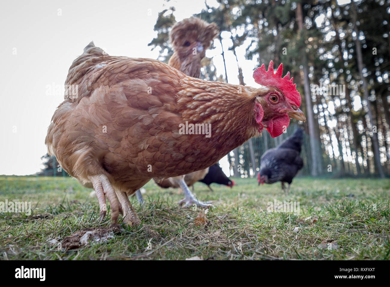Huhn freilaufend beim Körner picken Stock Photo
