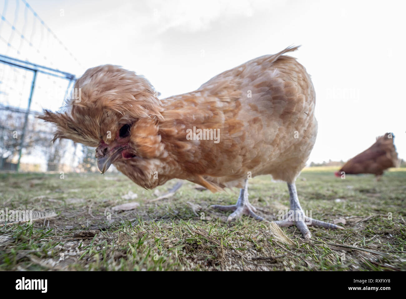 Huhn freilaufend Stock Photo