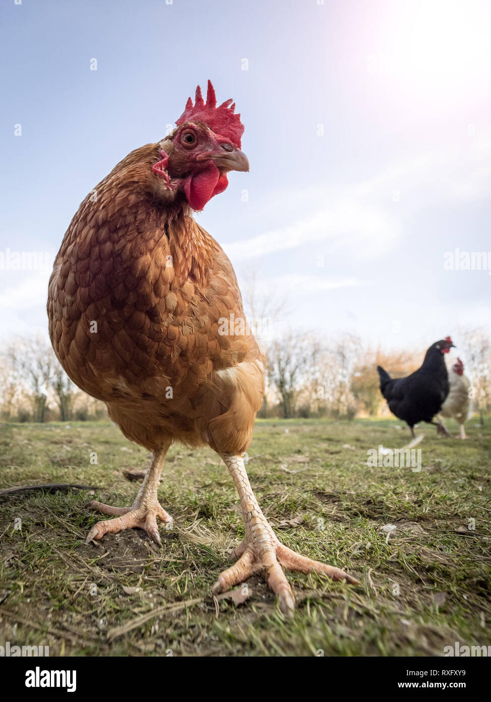 Hühnerzucht Hühnerausstellung Pokale Plakette mit Relief Hahn & Hennen 