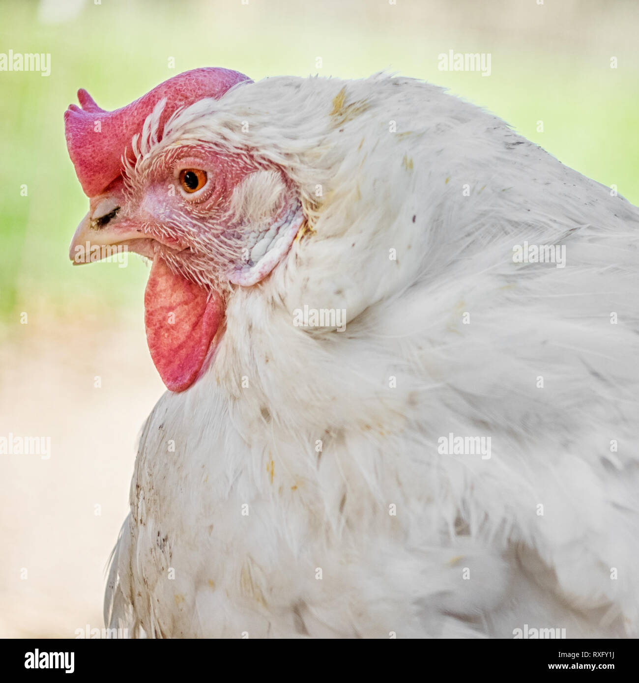 Hühner Portrait - Fotofrafie mit Altglas - Carl Zeiss Jena 50mm 2.8 Stock Photo