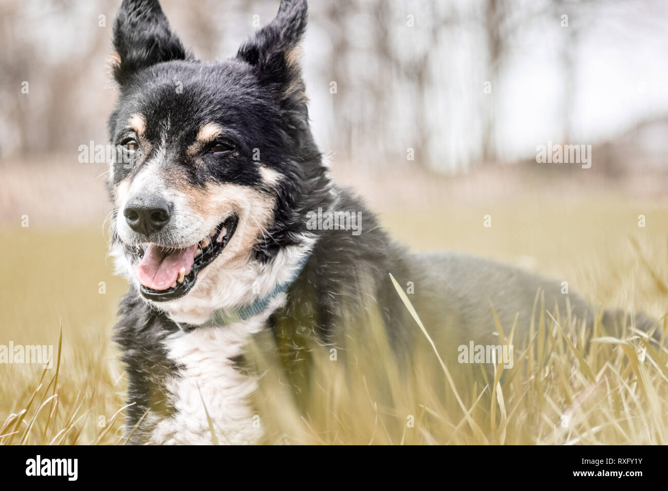 Hunde Portrait Stock Photo