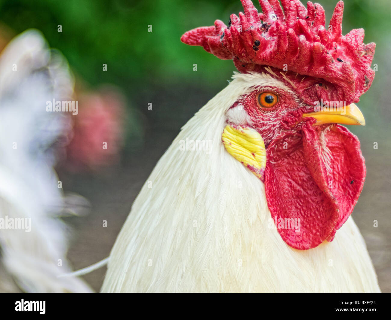 Hühner Portrait Nahaufnahme mit strukturiertem Hintergrund - Altglas Foto Stock Photo