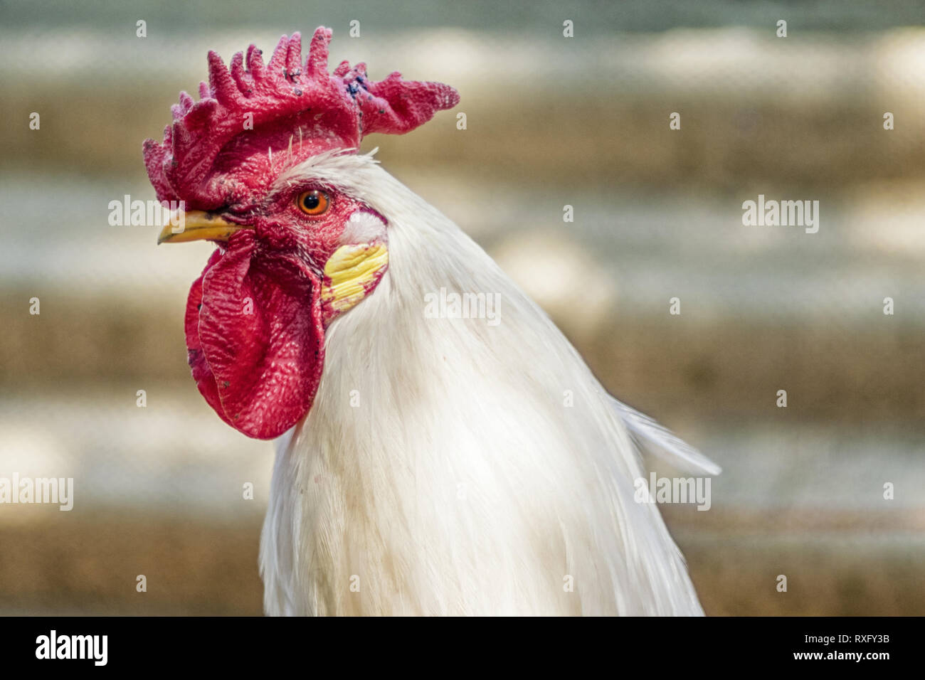 Huhn freilaufend, Portrait mit strukturiertem Hintergrund Stock Photo