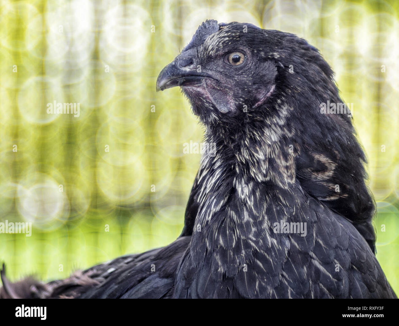 Freilaufendes Huhn mit strukturiertem Hintergrund - Fotografie mit Altglas Stock Photo