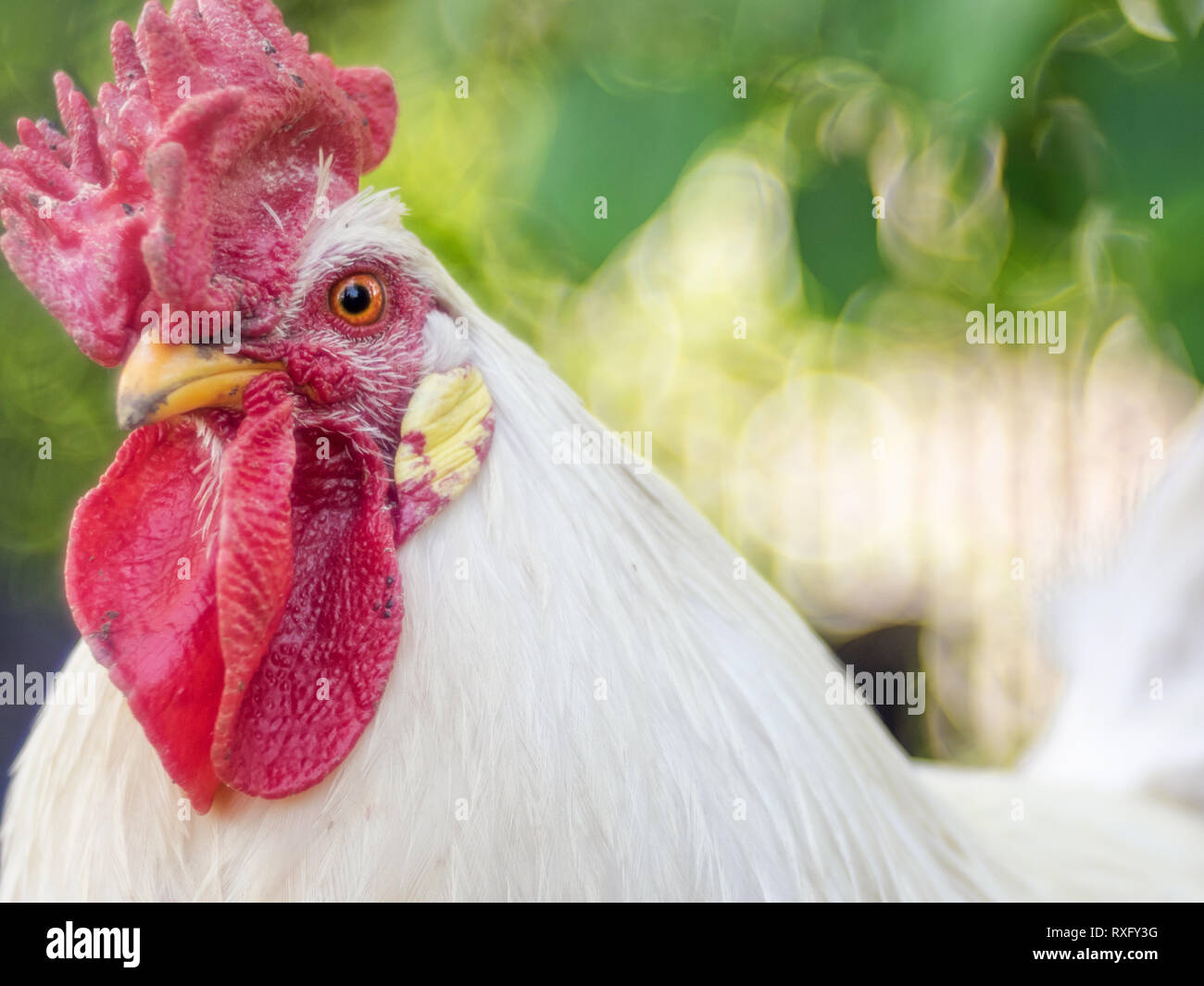 Huhn Portrait Nahaufnahme mit strukturiertem Hintergrund - Altglasfotografie Stock Photo