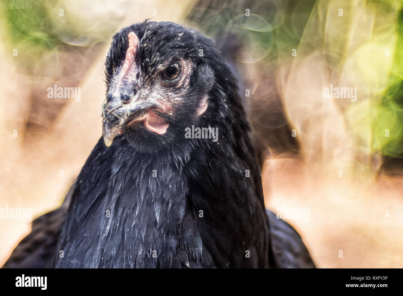 Hühner freilaufend, Portrait von einem Huhn mit strukturiertem Hintergrund Stock Photo