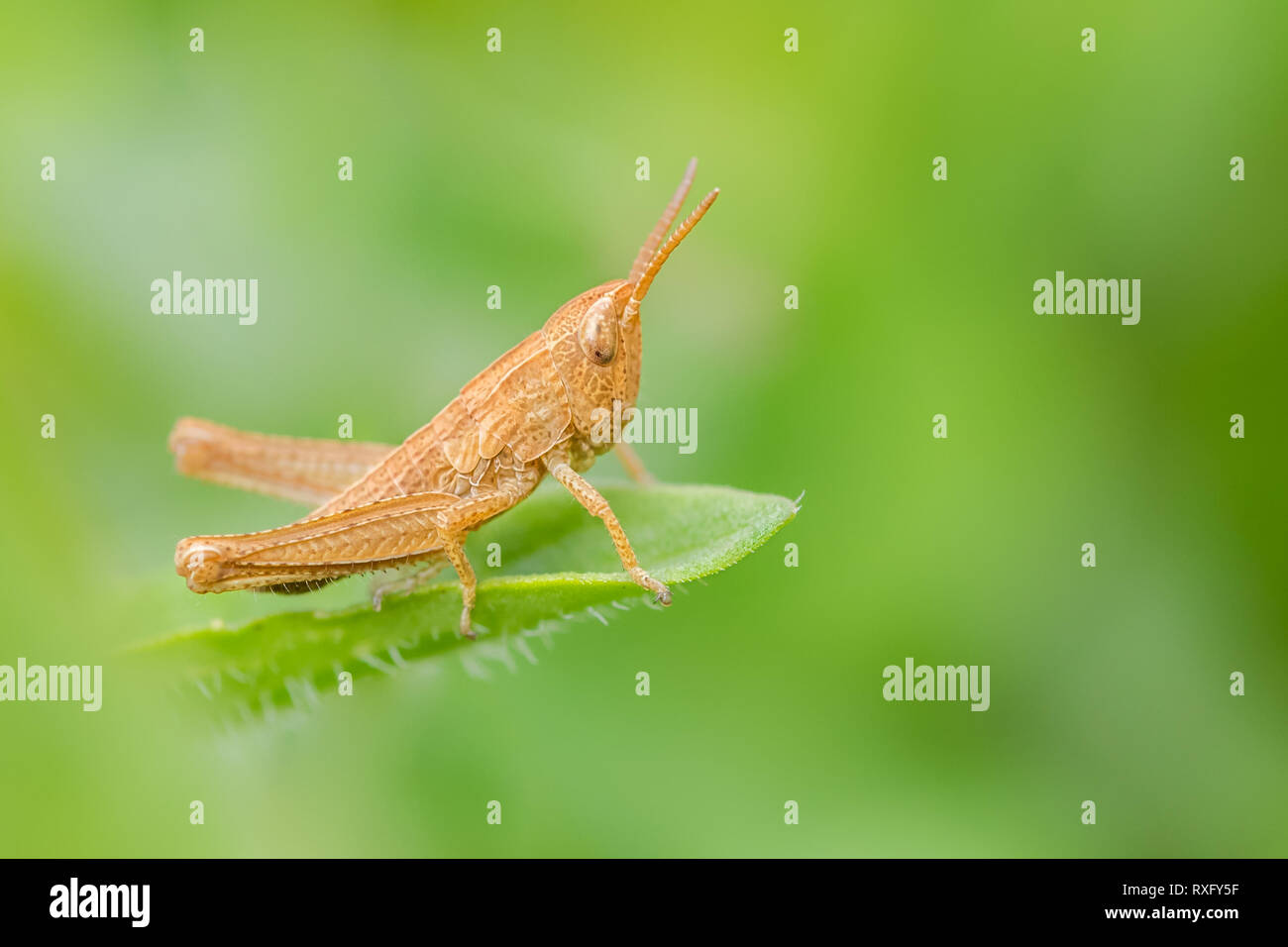 Grashüpfer auf einem Blatt Stock Photo Alamy