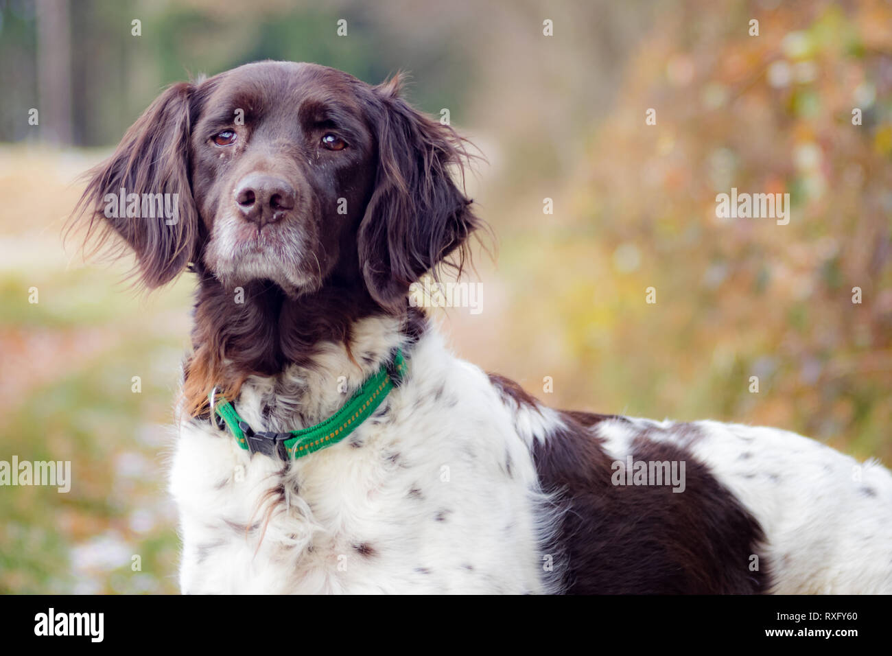 Jagthund - Hunde Portrait Stock Photo