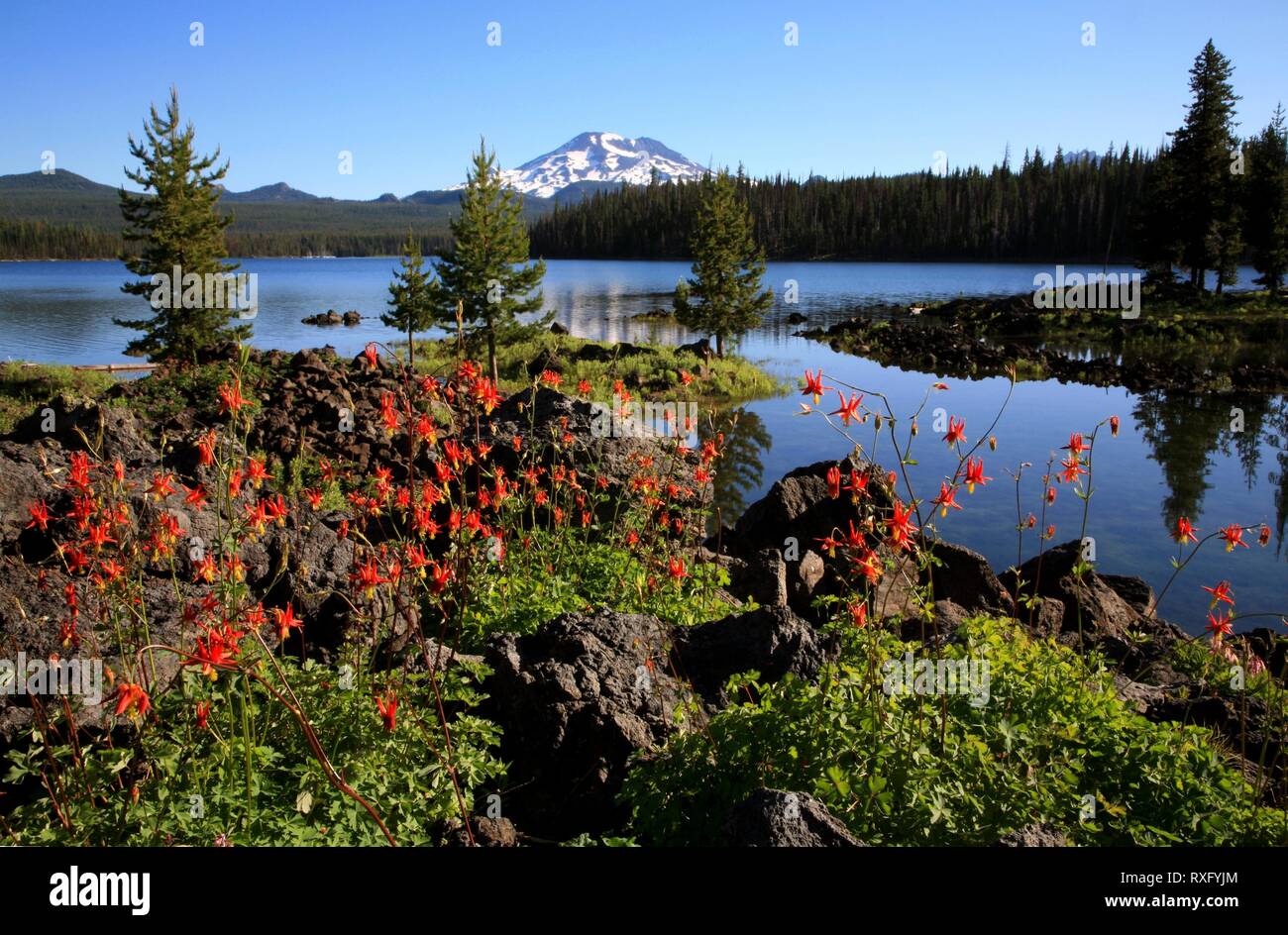 Red Columbine Bloom at Elk Lake Near Bend Oregon Stock Photo