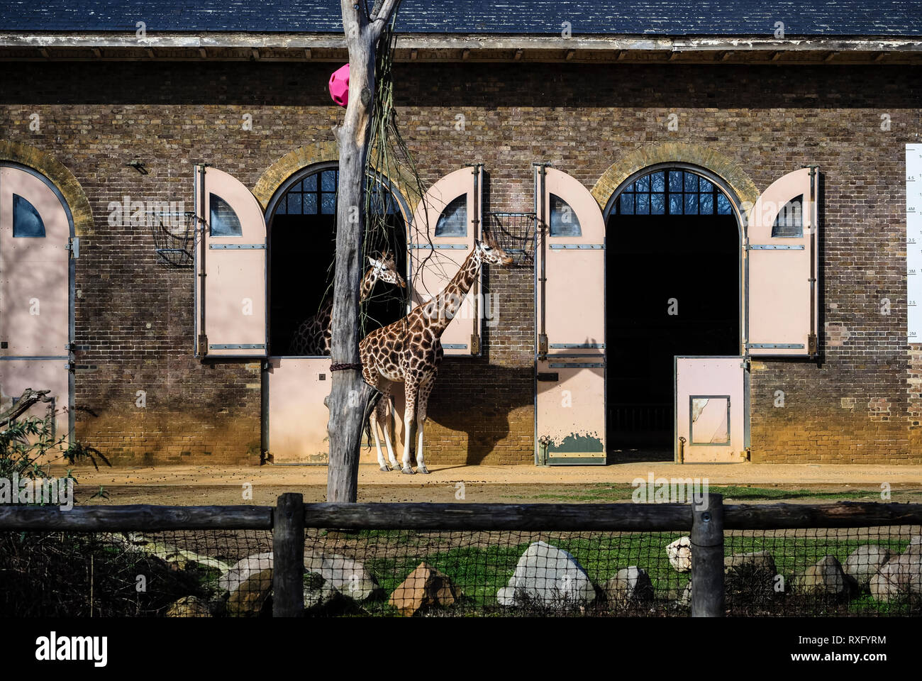 London Zoo Giraffe House seen from street Stock Photo - Alamy