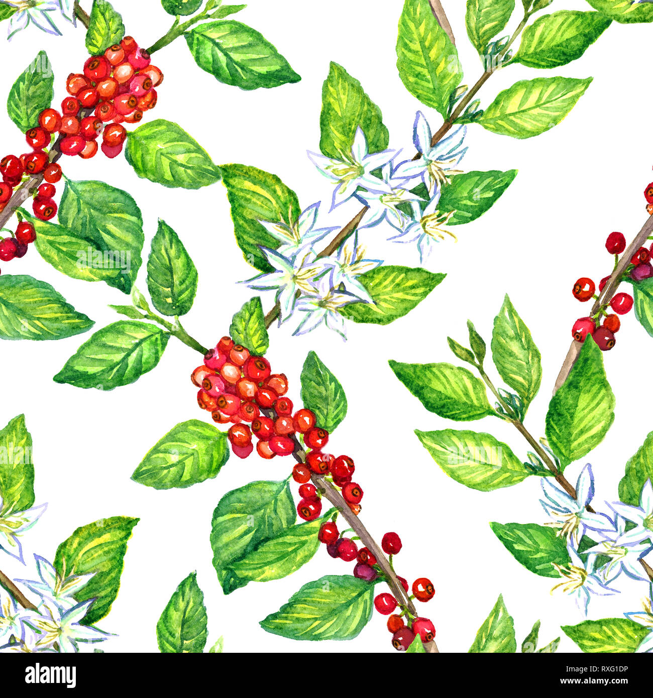 Coffee branch with flowers and fruits, seamless pattern design, hand ...
