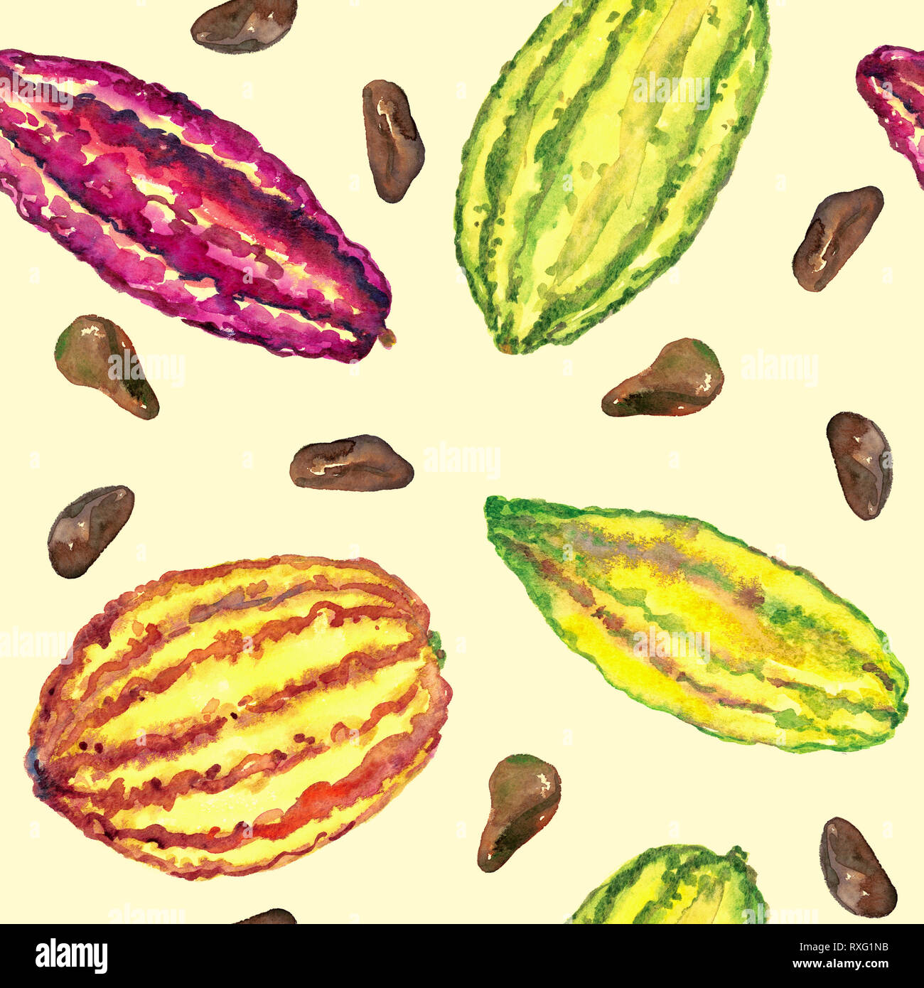 Cacao tree (theobroma) ripe beans varieties trinitario, criollo