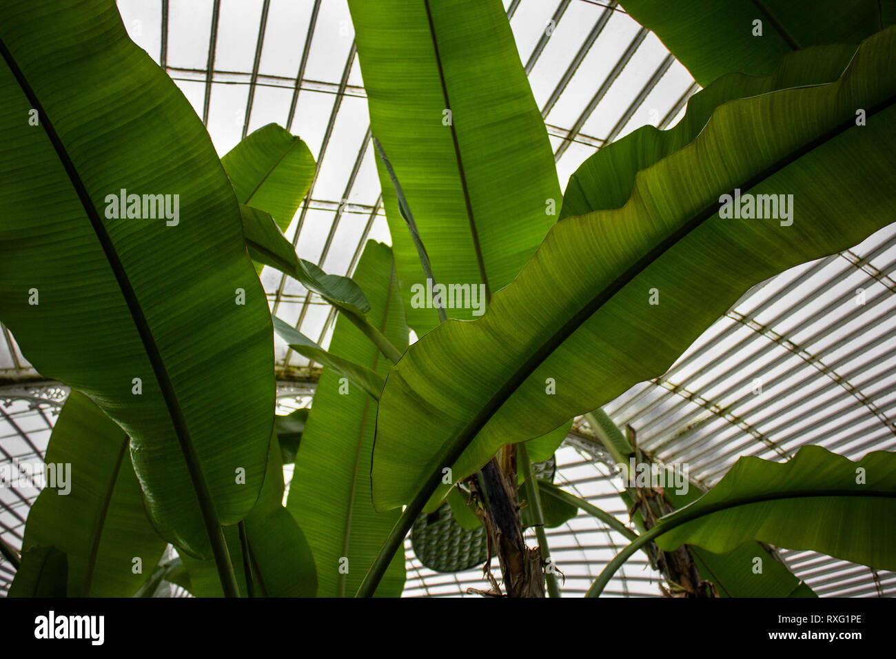 Glasgow Botanical Gardens - Large Green Leaves under glass ceiling Stock Photo