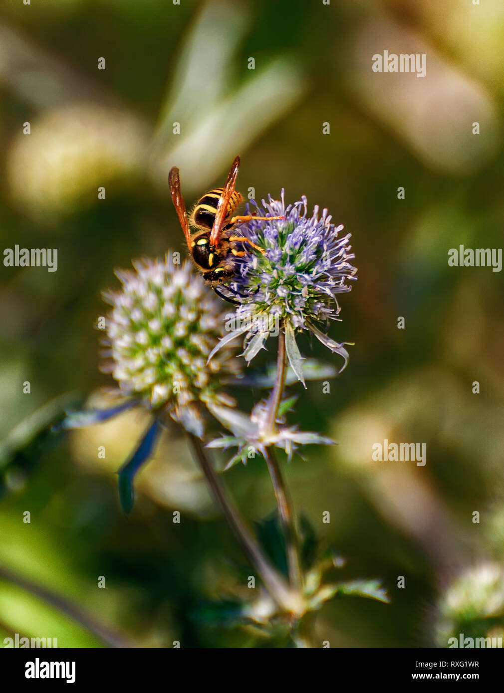 Wasp collecting nectar and pollinating eryngium Stock Photo Alamy