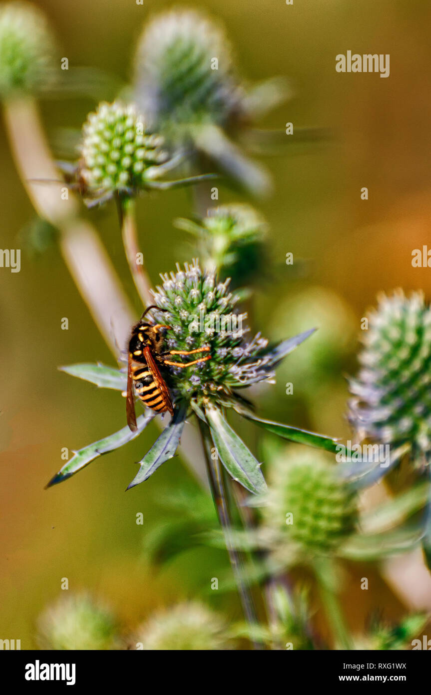 Wasp collecting nectar and pollinating eryngium Stock Photo Alamy