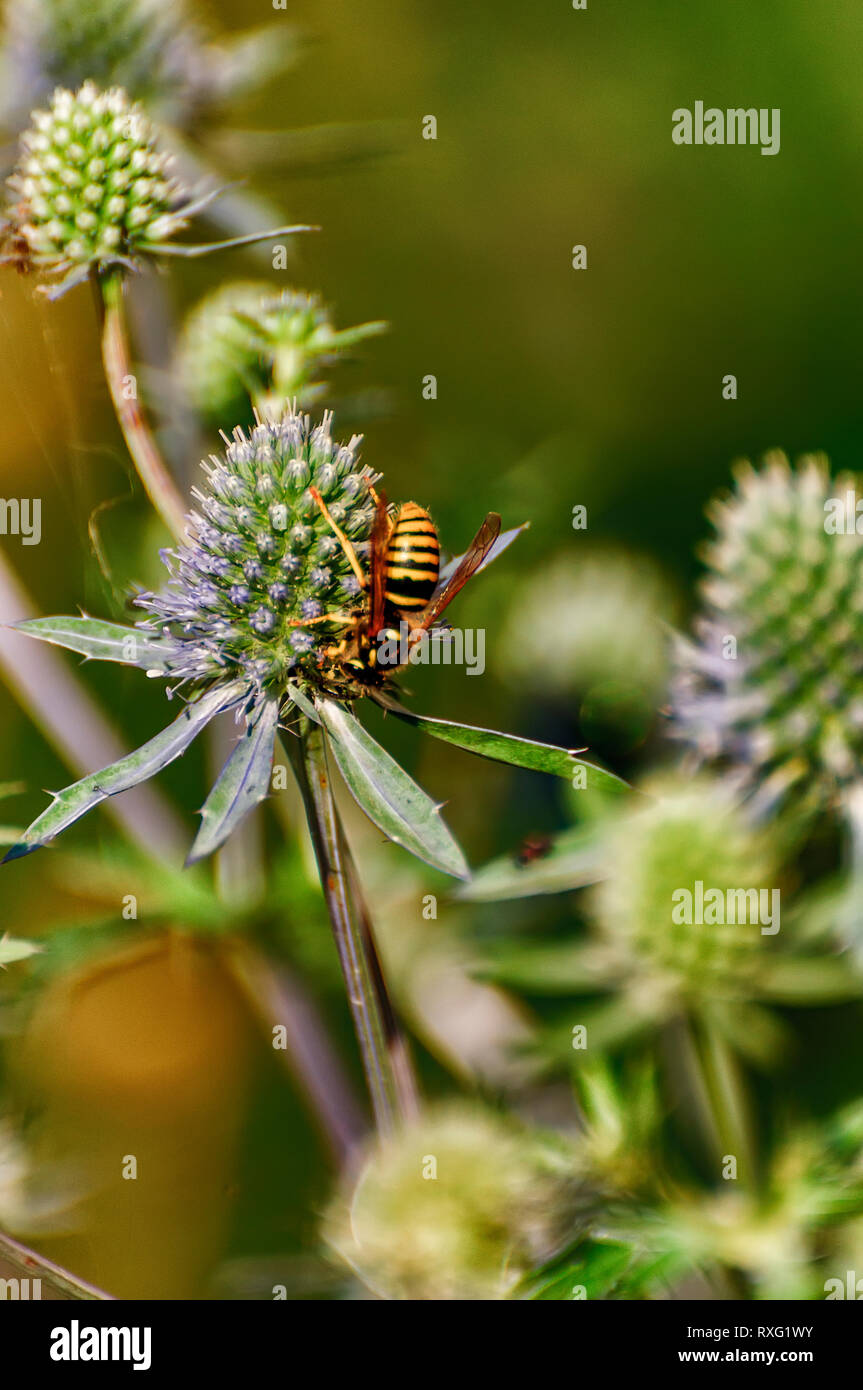 Wasp collecting nectar and pollinating eryngium Stock Photo Alamy