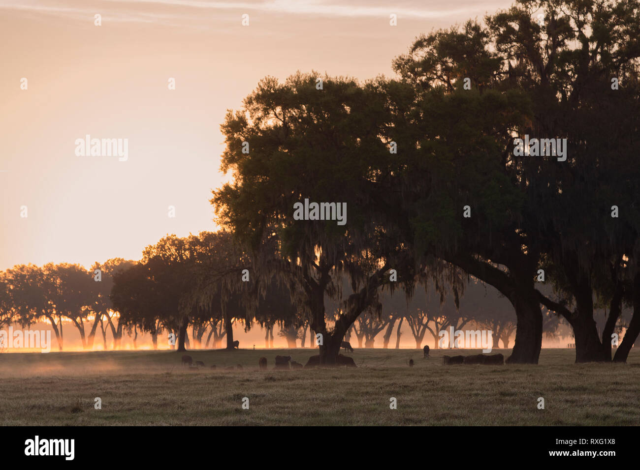 Dawn on a central Florida ranch with spanish moss from draping majestic ...
