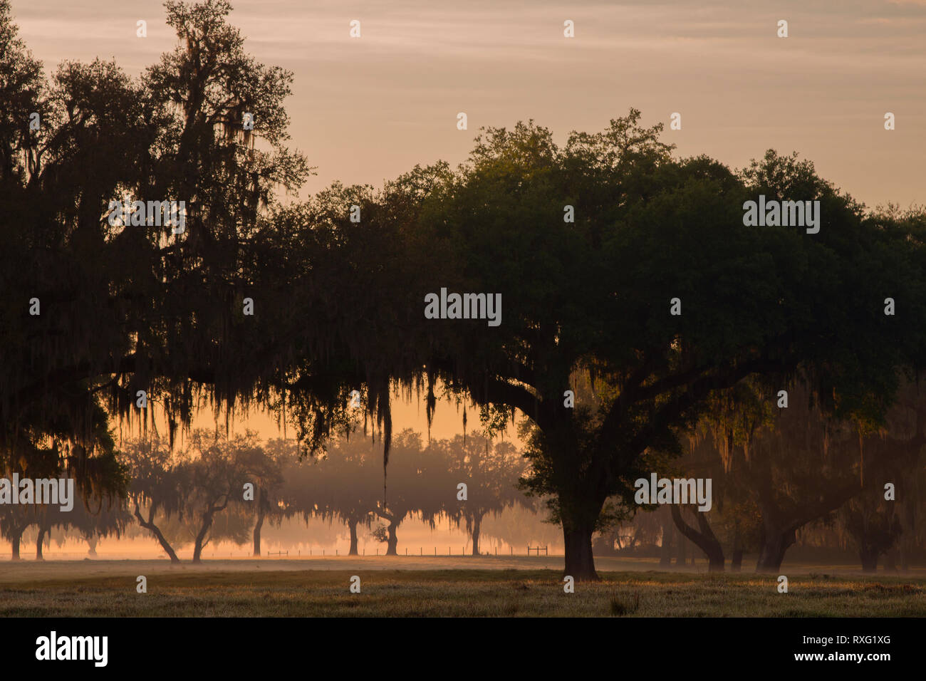 Dawn on a central Florida ranch with spanish moss from draping majestic ...