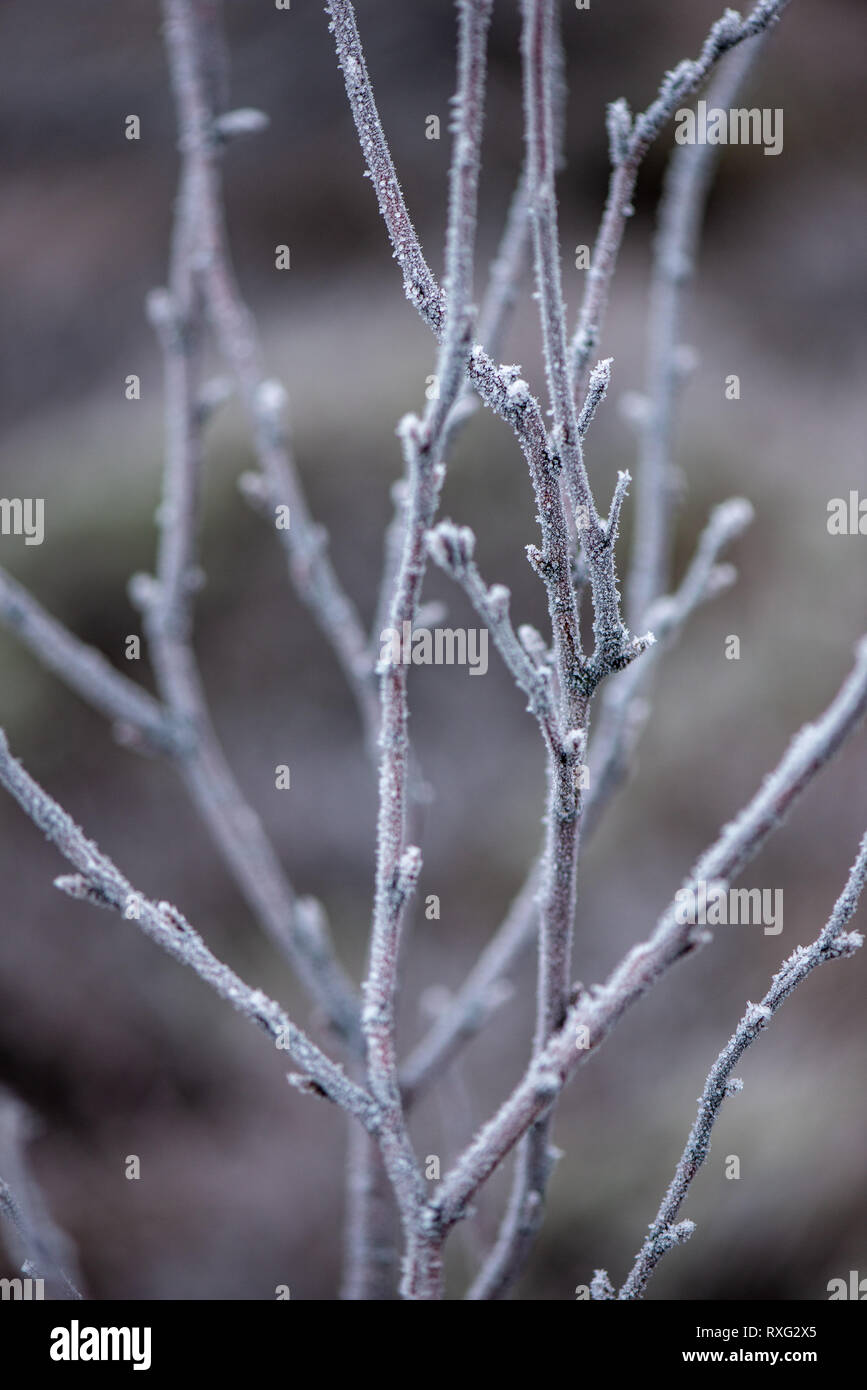 tree branches in bushes in winter cold weather on blur background ...