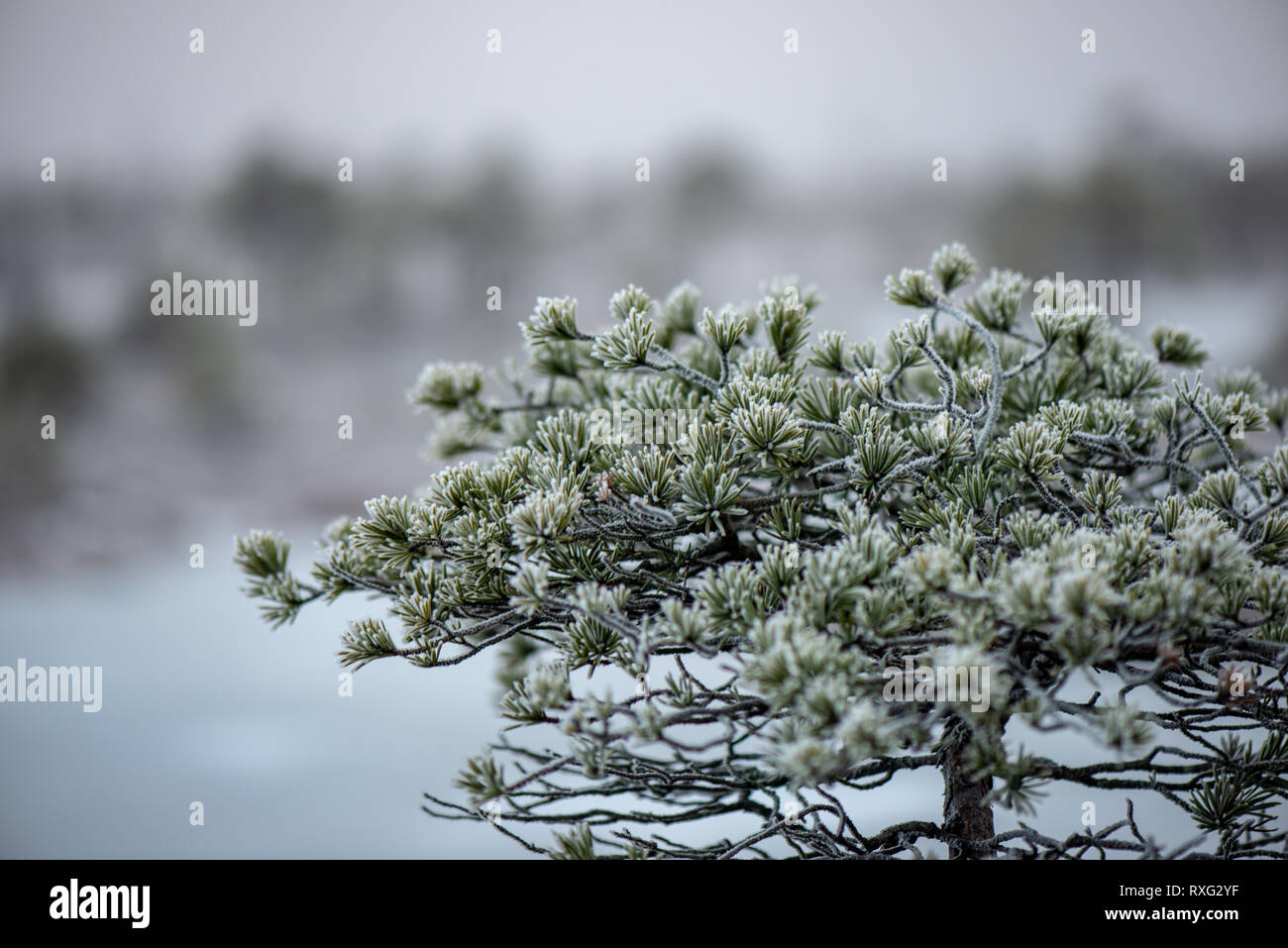 tree branches in bushes in winter cold weather on blur background ...