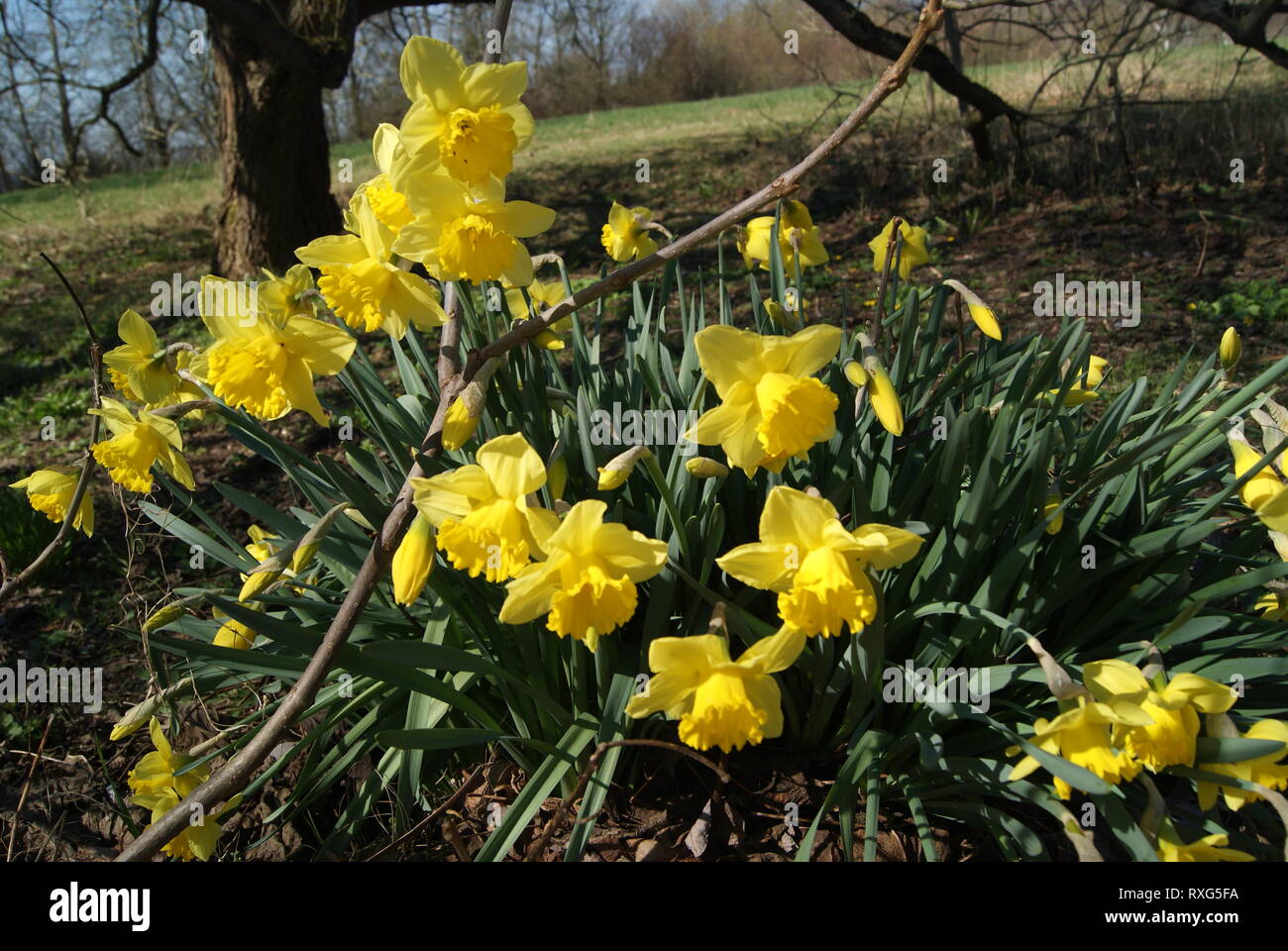 Flower under the tree Stock Photo