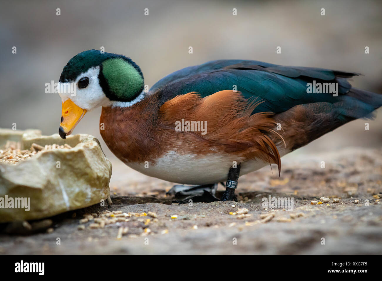 African pygmy goose close up Stock Photo