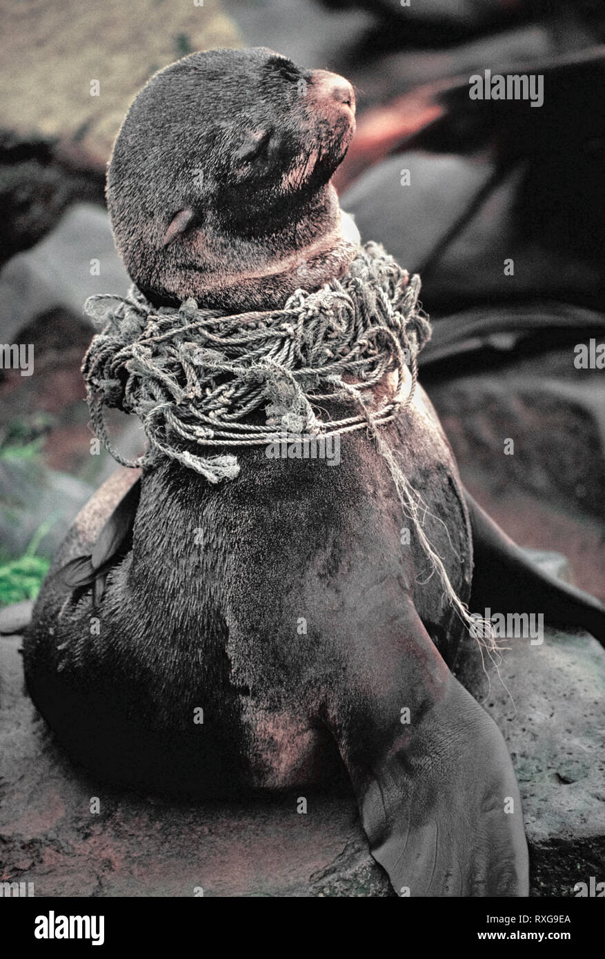 A distressed Northern Fur Seal (Callorhinus ursinus) that has been entangled in a fishing net in the Bering Sea rests ashore at St. Paul Island, one of the Pribilof Islands of Alaska, USA. The number of net entanglements involving such seals is among the highest of all pinniped species. Photo copyrighted by Michele and Tom Grimm. Stock Photo
