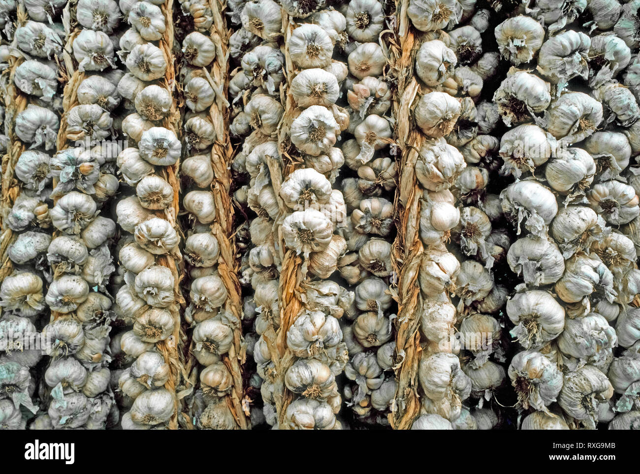 A close-up of strings of garlic, a bulbous herb (Allium sativum) used worldwide as a pungent flavoring in cooking. Each garlic bulb has about 10 to 20 segments, which are called cloves. Stringing and hanging up garlic bulbs for exposure to the air is a traditional way to dry the garlic after harvest from underground. This keeps moisture in the individual garlic cloves that are enclosed in their own papery skins. Strings of garlic are sometimes hung for decoration or for good luck in homes and businesses, especially restaurants, where they may be suspended over the entry door to ward off evil s Stock Photo