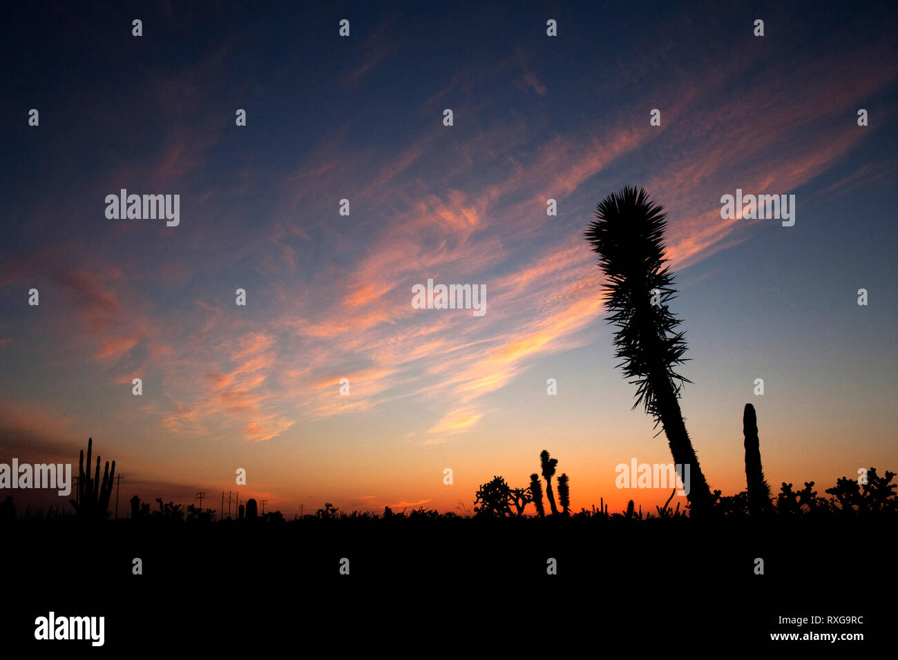 The sun sets in the desert of El Vizcaino Biosphere Reserve in Mexico's southern Baja California state, February 17, 2009. Stock Photo