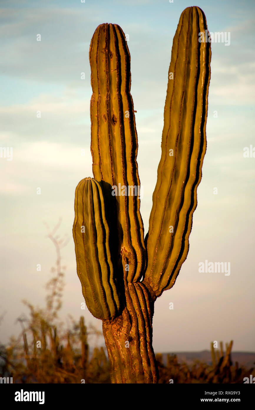 El Vizcaino Biosphere Reserve High Resolution Stock Photography and ...