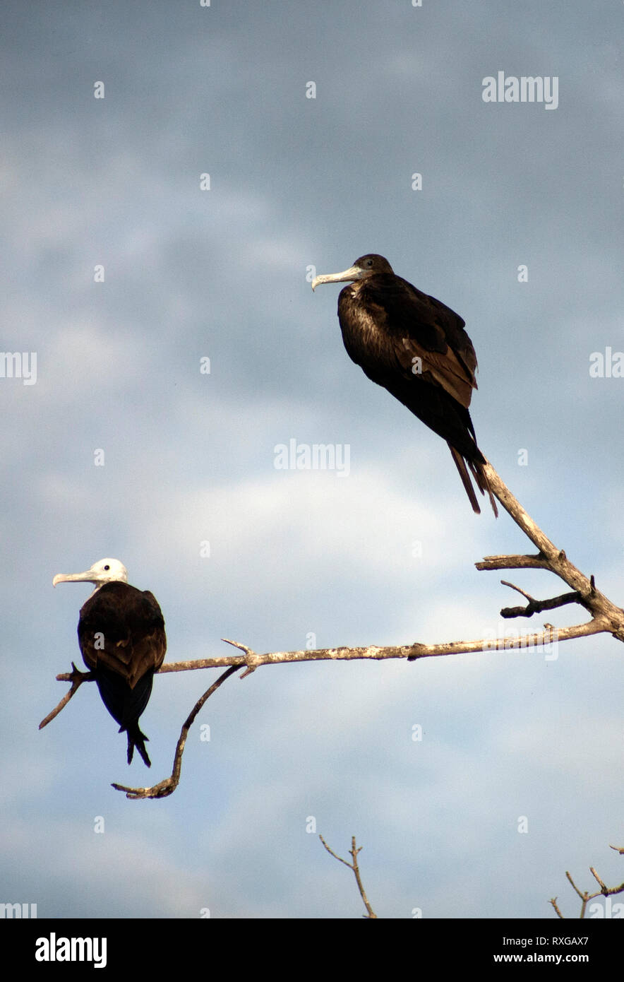 A couple of birds perch on a tree branch in Yucatan, Mexico, June 21, 2009. Stock Photo