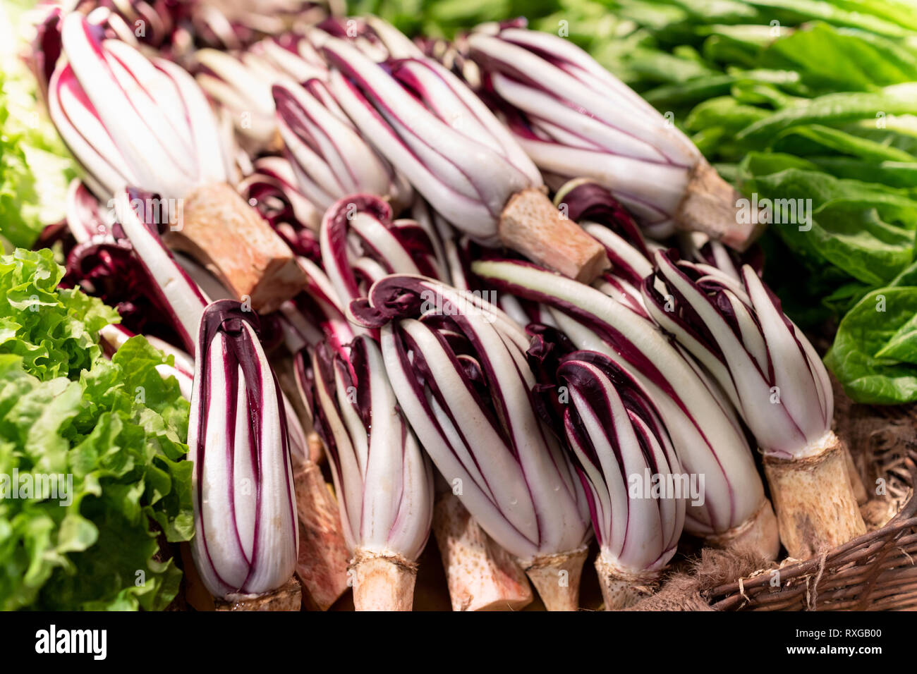 Late red chicory of Treviso, Italy, the most precious variety of this chicory, unique for its making process and for its taste, lightly bitter. Stock Photo
