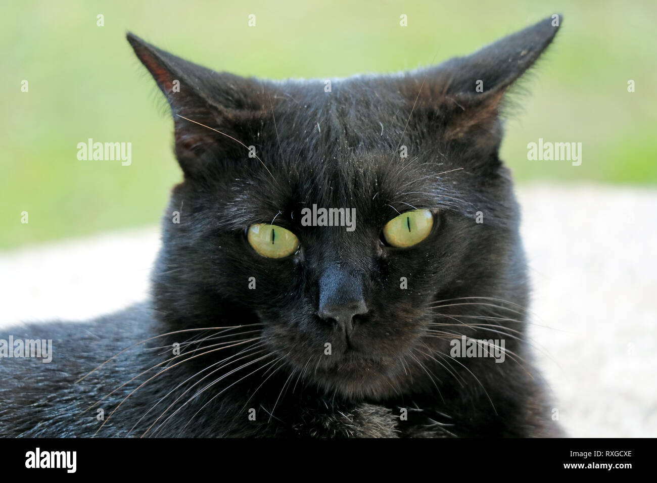 Beautiful black cat close up hi-res stock photography and images - Alamy