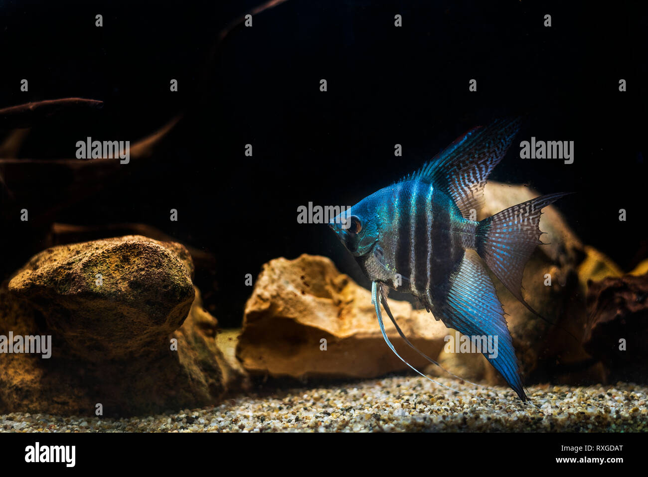Pterophyllum scalare cichlidae fish Stock Photo