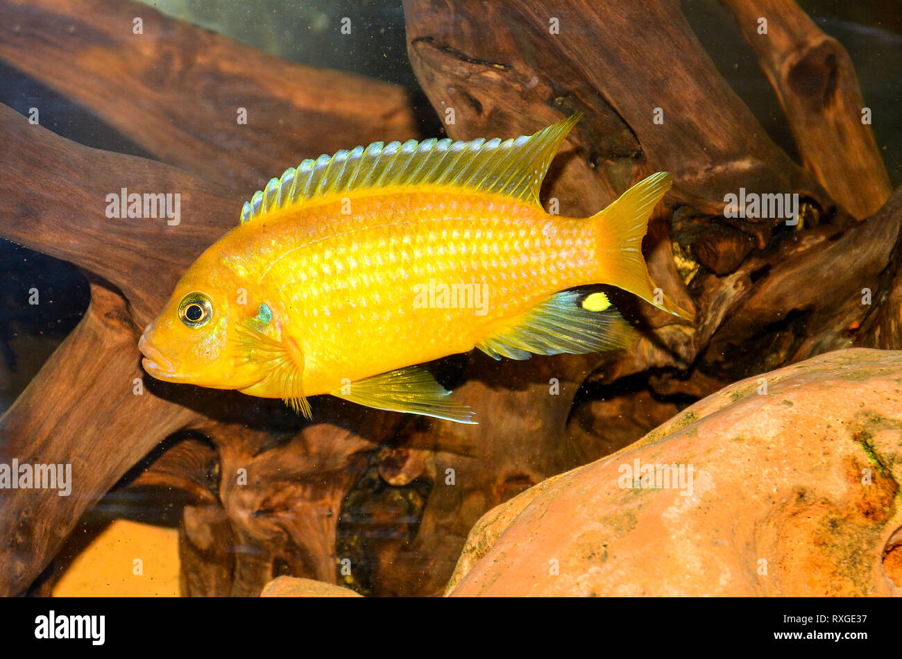 MELANOCHROMIS JOHANNI female malawi fish Stock Photo