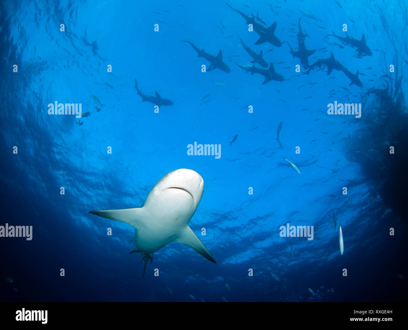 Caribbean Reef Shark (Carcharhinus perezi) from Underneath, with Plenty of Lemon Sharks (Negaprion brevirostris) at the Surface. Tiger Beach, Bahamas Stock Photo