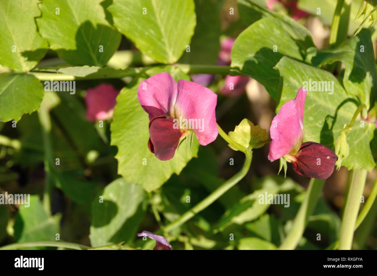Peas  flowers in a garden Stock Photo