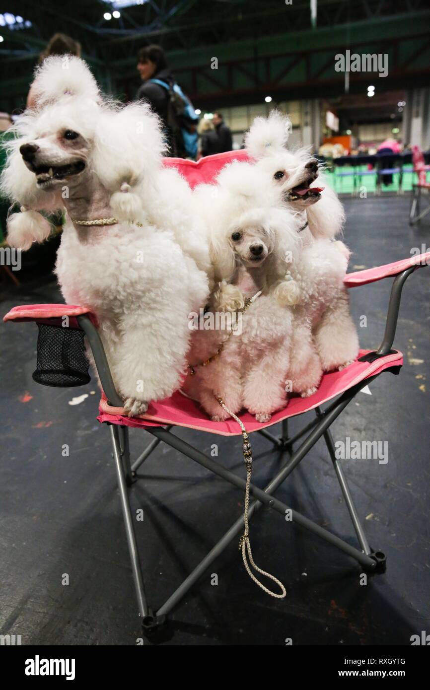 Birmingham, UK. 10th March 2019.  Three Toy Poodles in a hot pink seat on the final day of Crufts 2019 ©️Jon Freeman/Alamy Live News Stock Photo